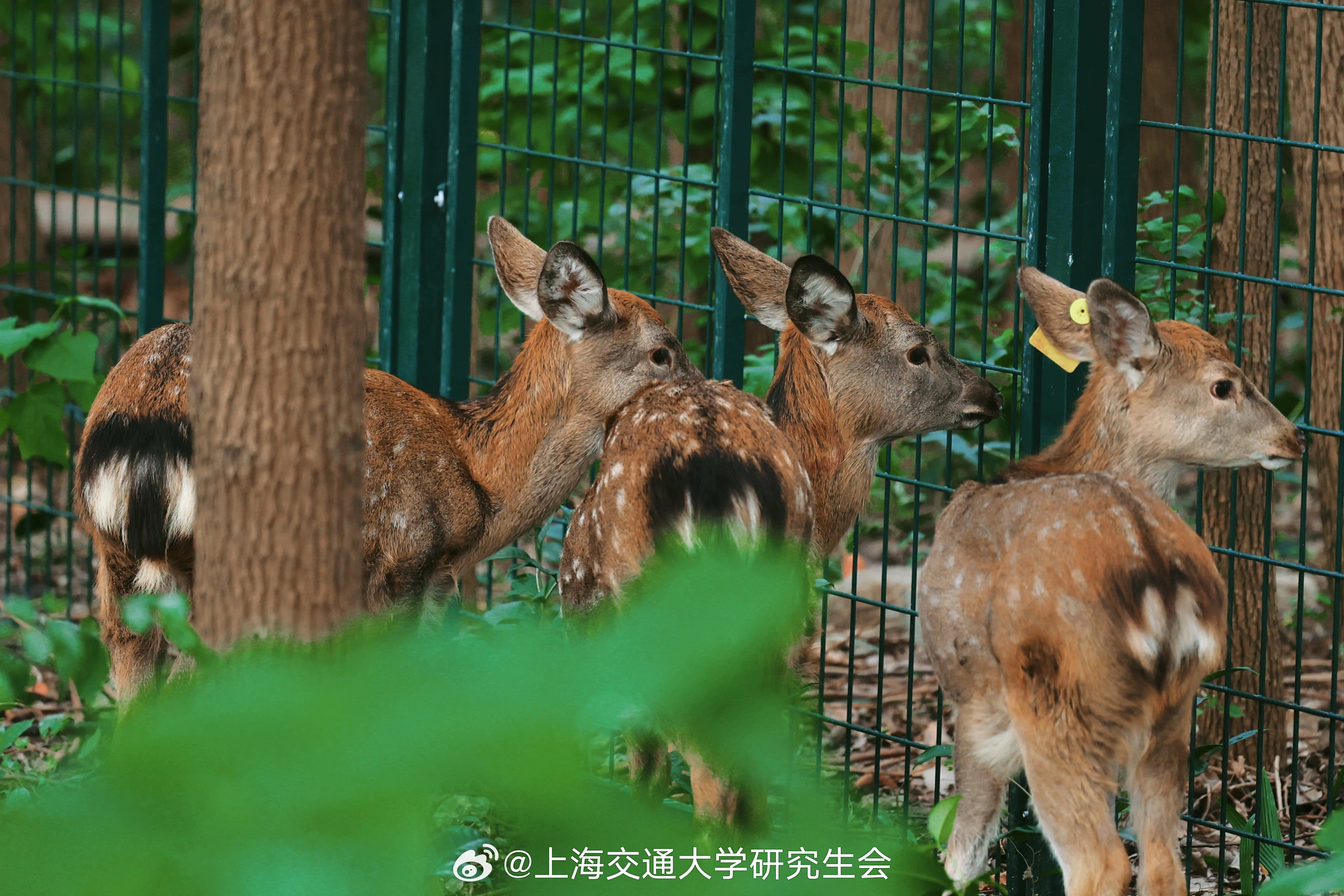 上海交大鹿园盛会，人与自然和谐共融的盛宴