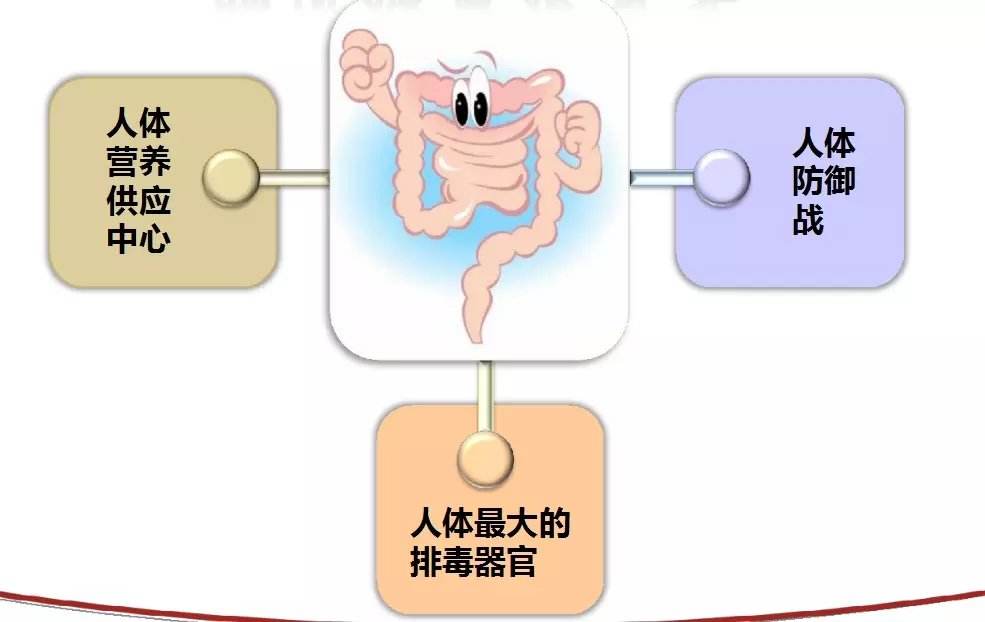 中医养生法，提升肠道健康之道