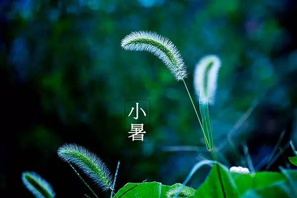 小暑六月节，意义与深层内涵解析