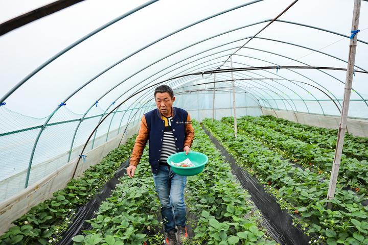 草莓蛋糕与搪瓷盆厂的惊人逆袭，7天销售额飙升50倍