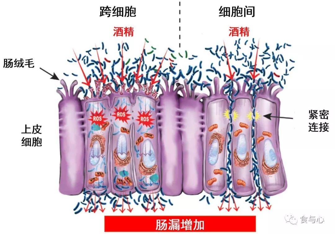 肠道病毒与食物成瘾关联研究揭秘