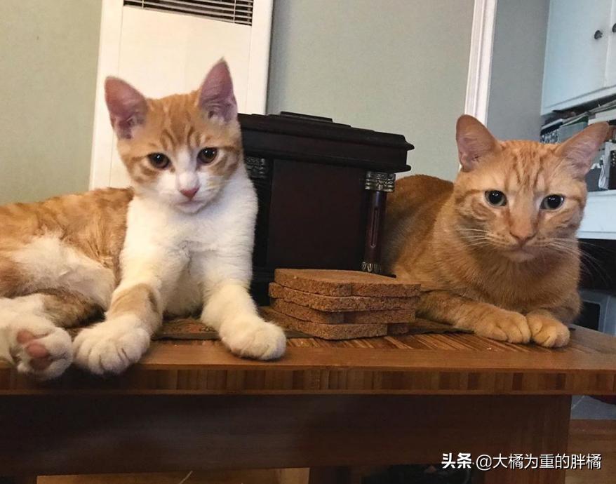 大猫与小猫的深情别离时刻