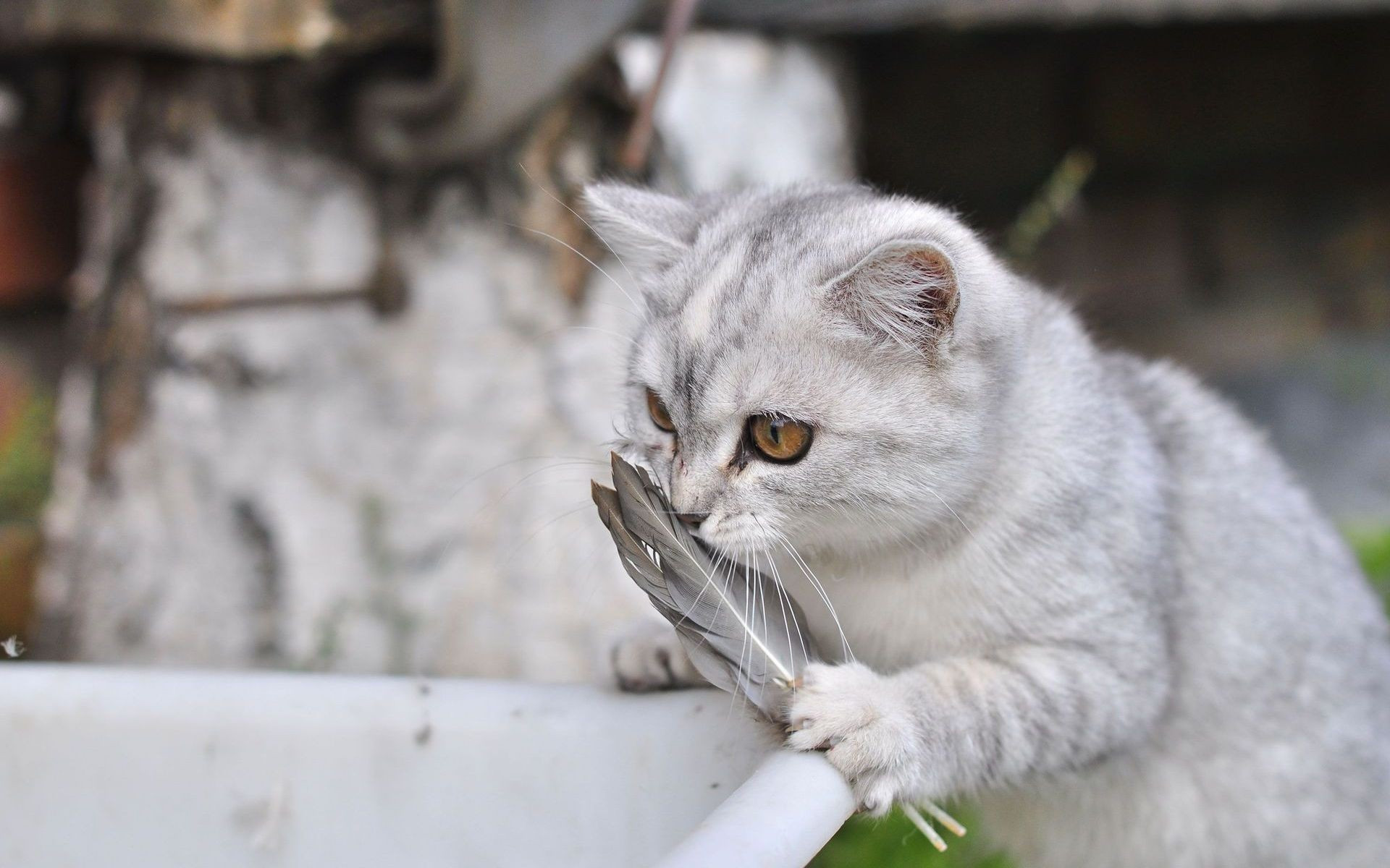 小猫侧睡危害需警惕