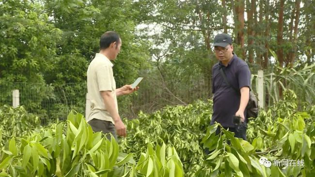 福州村民果树遭一夜砍伐，上百棵果树化为乌有