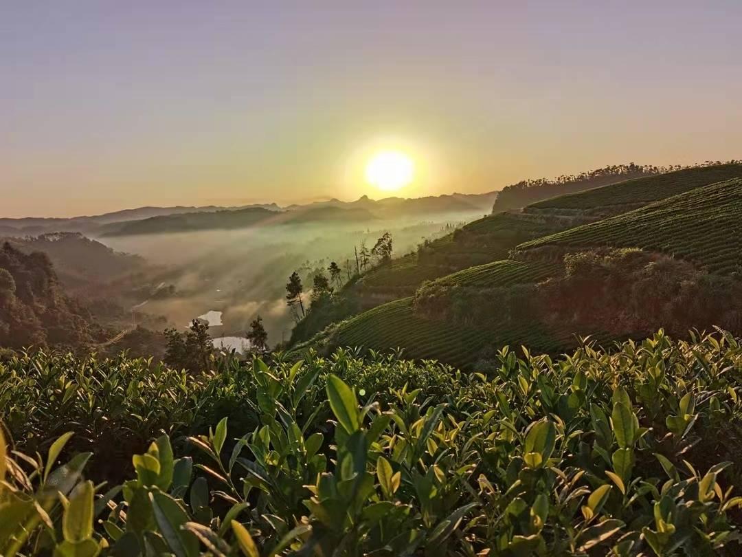 游客看日出放烟花引发山火，事件警示与反思