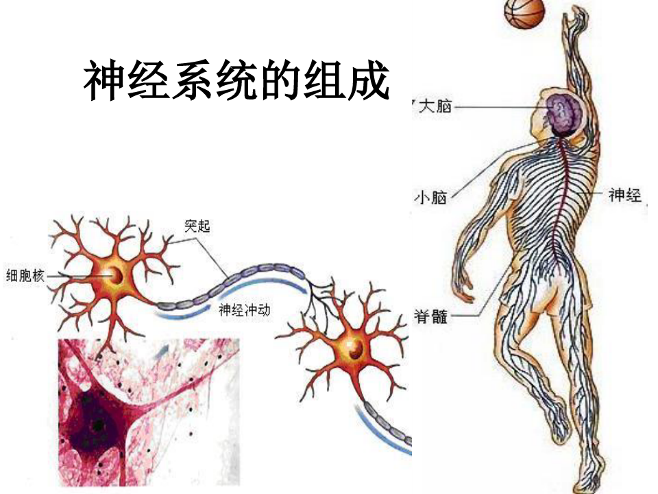 神经系统疾病的探索之路，挑战与希望展望