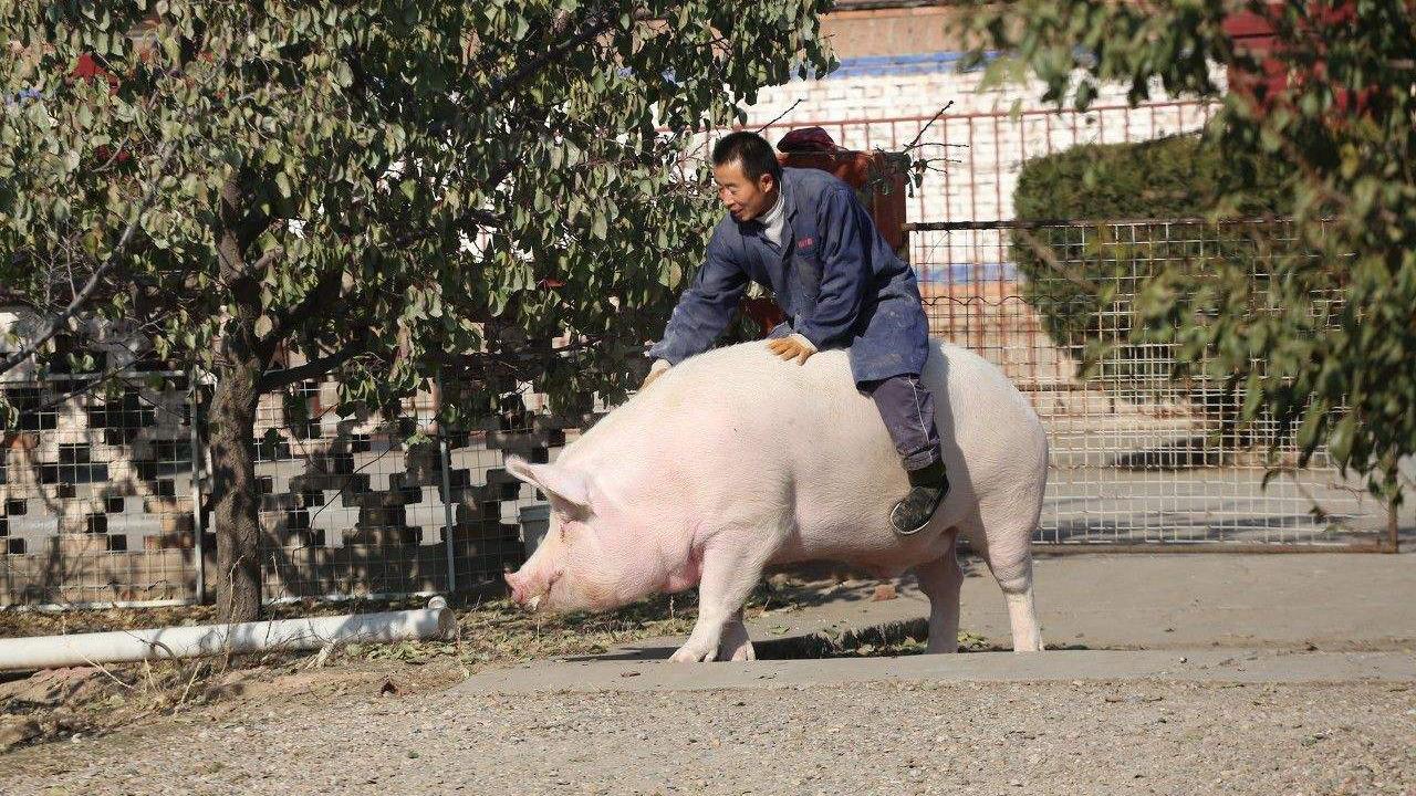 男子骑猪狂飙引发趣事，年猪逃脱记