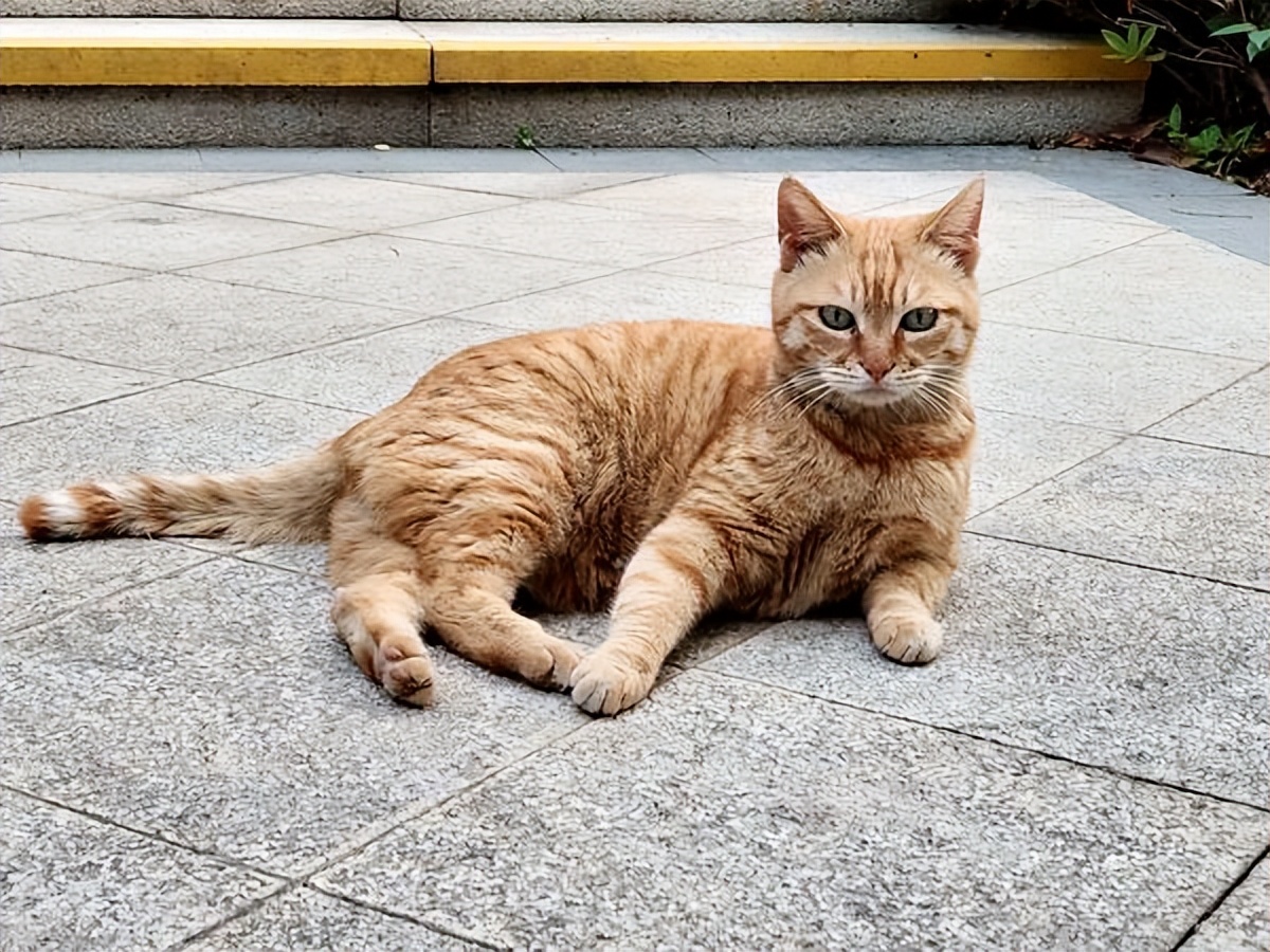 橘猫的魅力，为何与众不同？