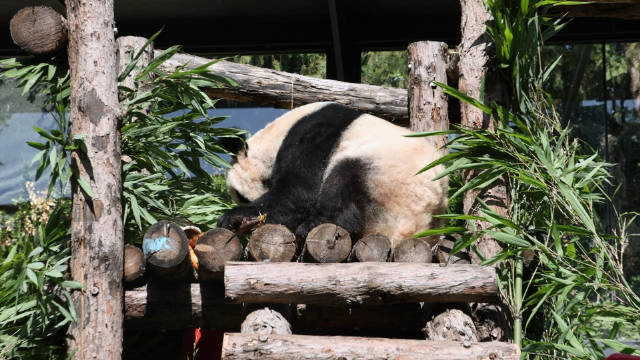 人与自然和谐共生，丫丫晒太阳的启示