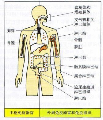 皮肤揭秘，人体最大免疫器官的力量与奥秘