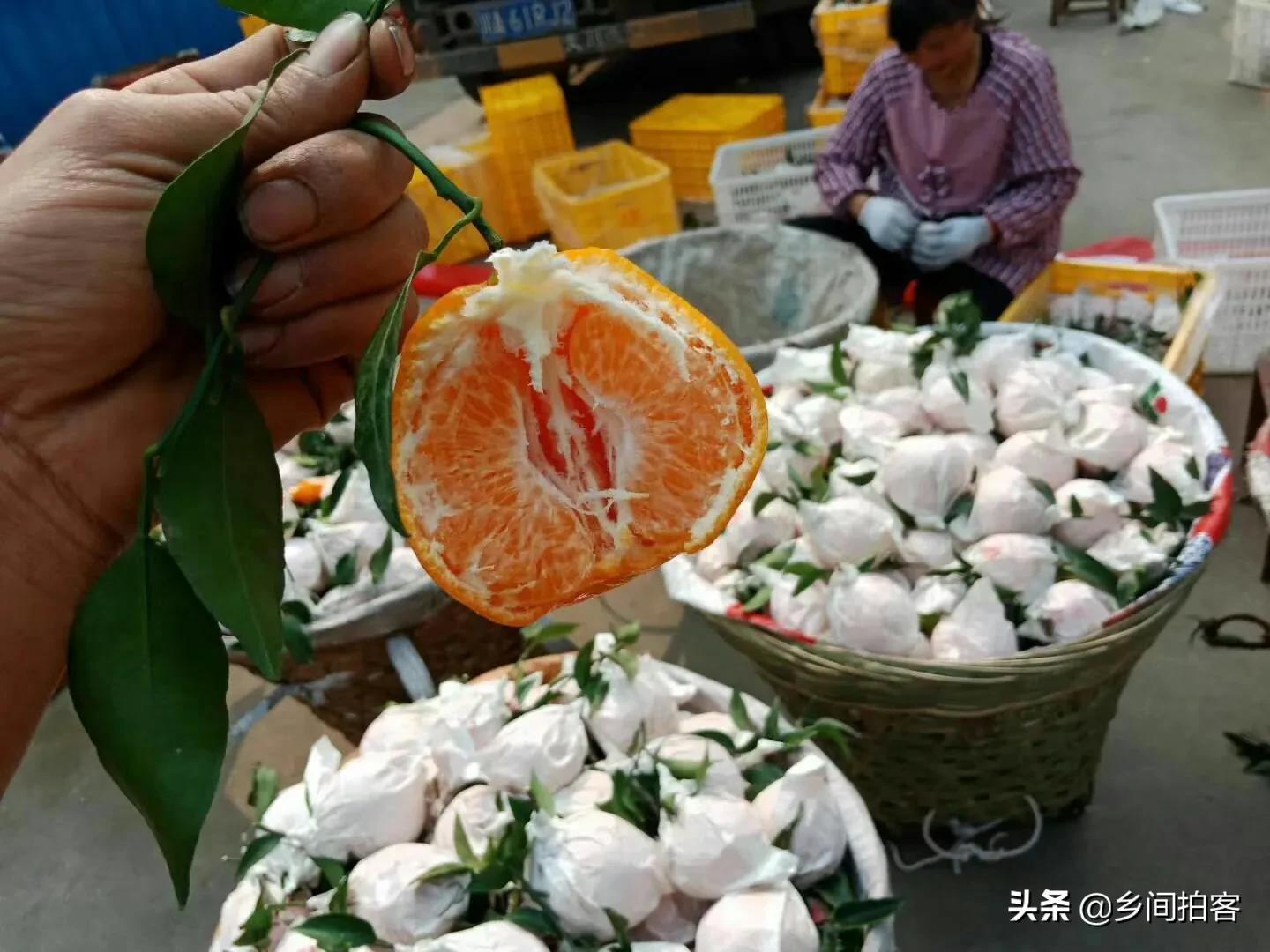 耙耙柑的正确读音，探索水果名称的语音之旅