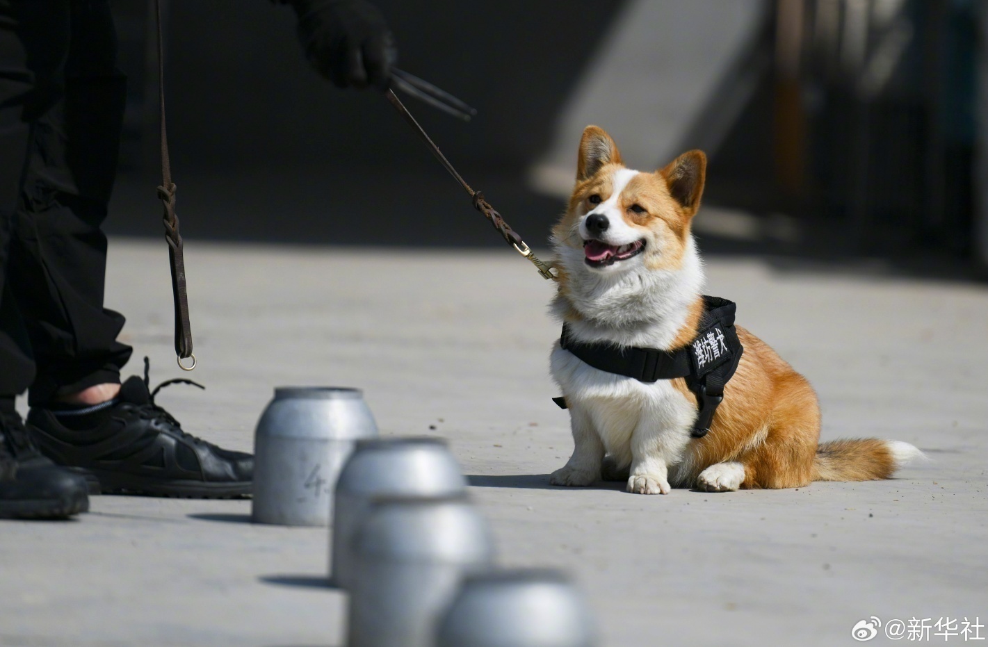 柯基警犬福仔荣膺年度逆天改命大奖