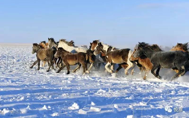 内蒙古雪雕奇观，草原骆驼群冻成雕塑，引发自然奇观与生态保护深思